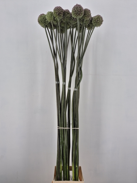 <h4>ALLIUM GVREUS XXL</h4>