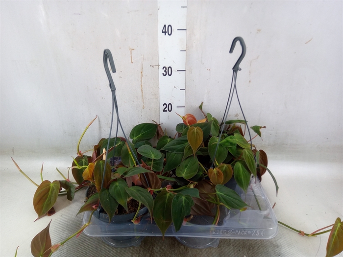 <h4>Philodendron   ...</h4>
