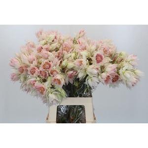 Blushing Bride 4/6 Flowers