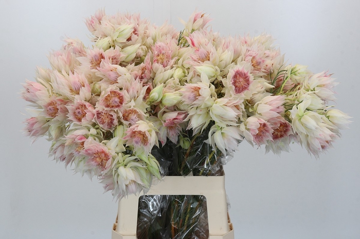 <h4>Blushing Bride 4/6 Flowers</h4>