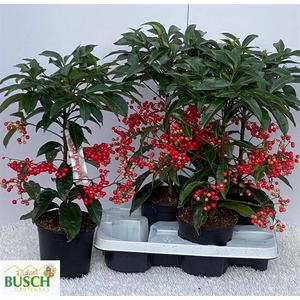 ARDISIA CRENATA P14