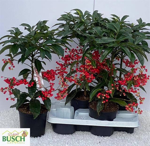 <h4>ARDISIA CRENATA P14</h4>