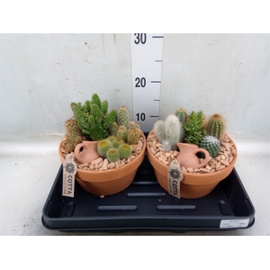 Arr.  Cactus L%