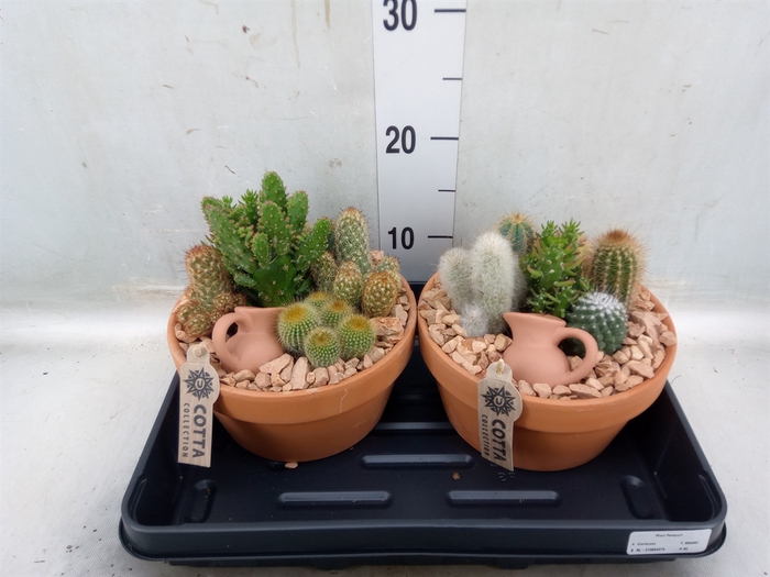 <h4>Arr.  Cactus L%</h4>