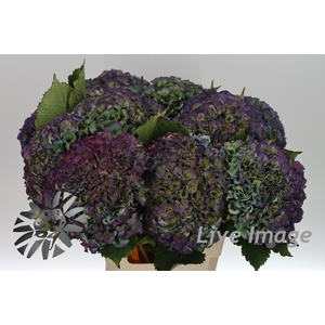 Hydrangea royal parade classic