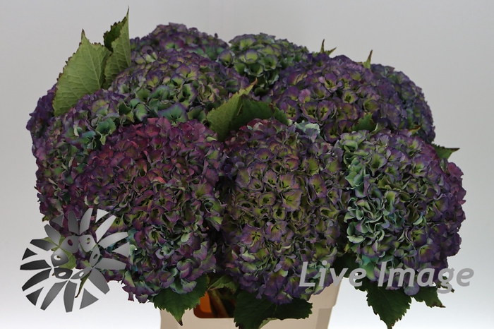 <h4>Hydrangea royal parade classic</h4>
