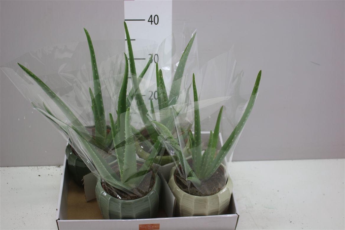 <h4>Aloe Vera In Copenhagen</h4>