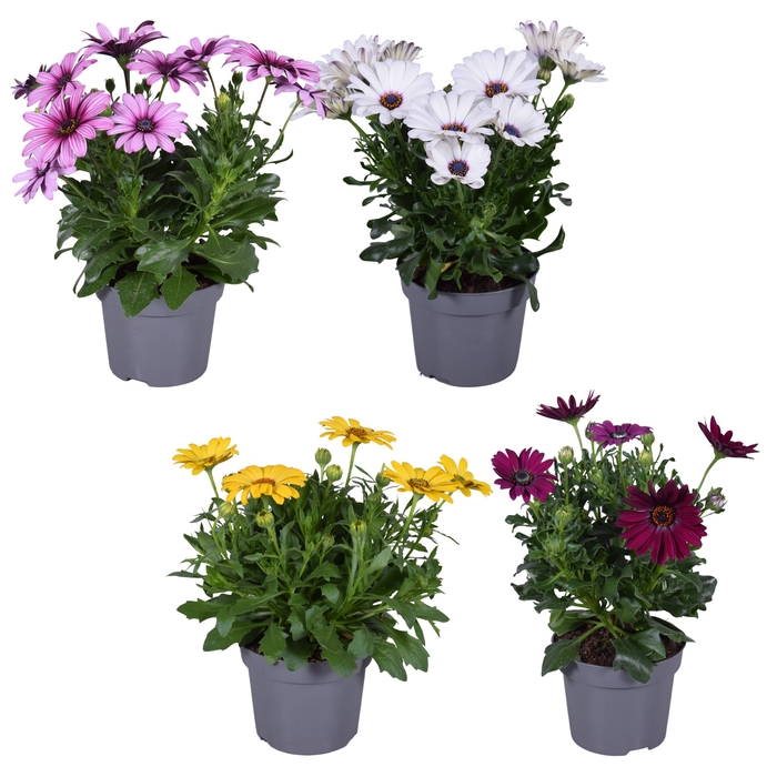 <h4>Osteospermum mixkar</h4>