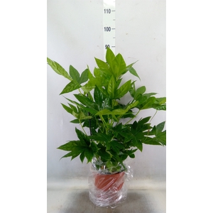 Fatsia japonica   ...