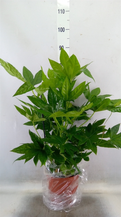 <h4>Fatsia japonica   ...</h4>