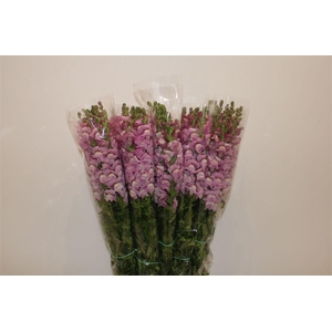 Antir Overig Lavender