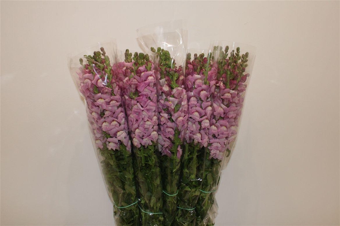 <h4>Antir Overig Lavender</h4>