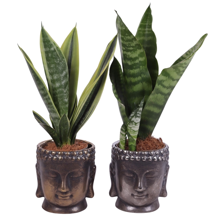 <h4>Sansevieria mix Ø09cm in Ceramic Buddha Gold/Silver Ø12cm</h4>