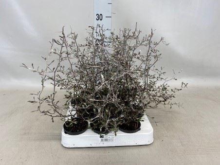 <h4>Corokia cotoneaster</h4>