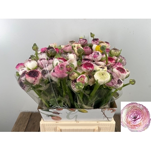 RAN ANDREA CAPPUCCIN