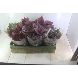 BEGONIA BELEAF P15 PO