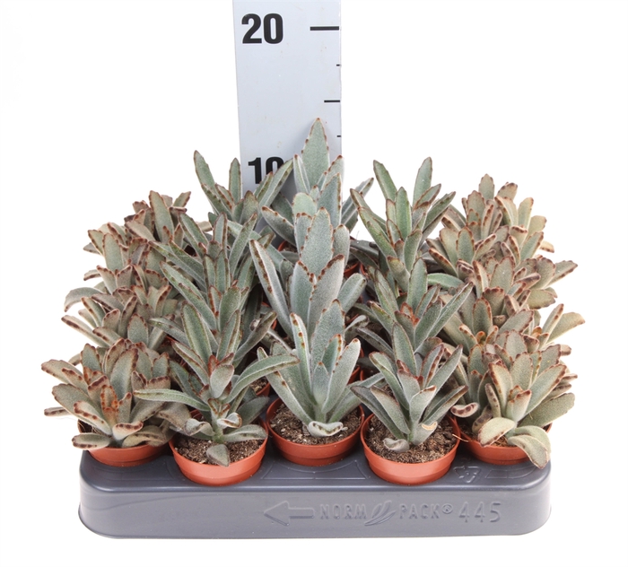 <h4>Kalanchoe NF   ...</h4>