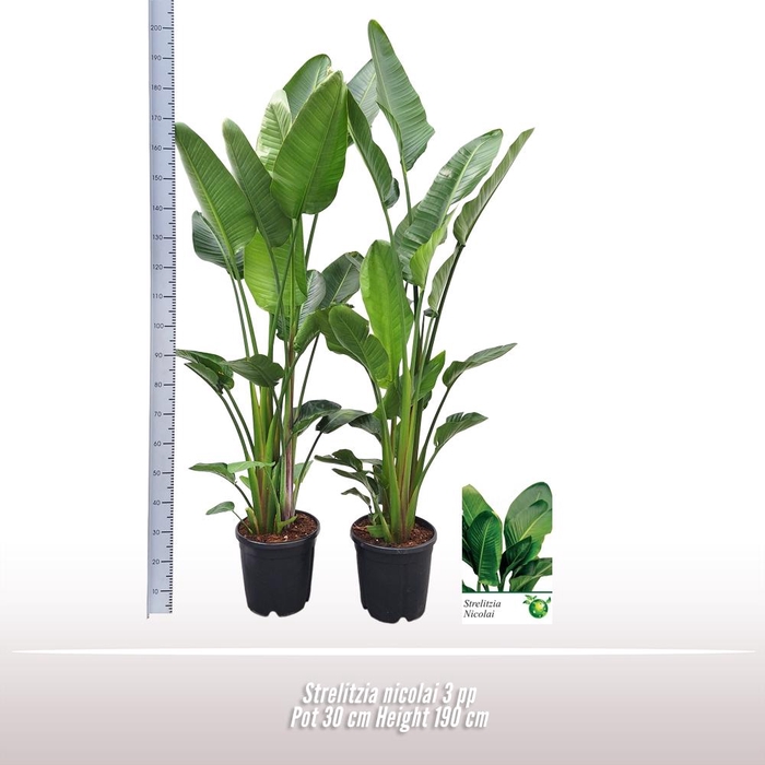 <h4>Strelitzia nicolai</h4>