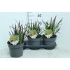 Imperata cylindrica 'Red Baron'