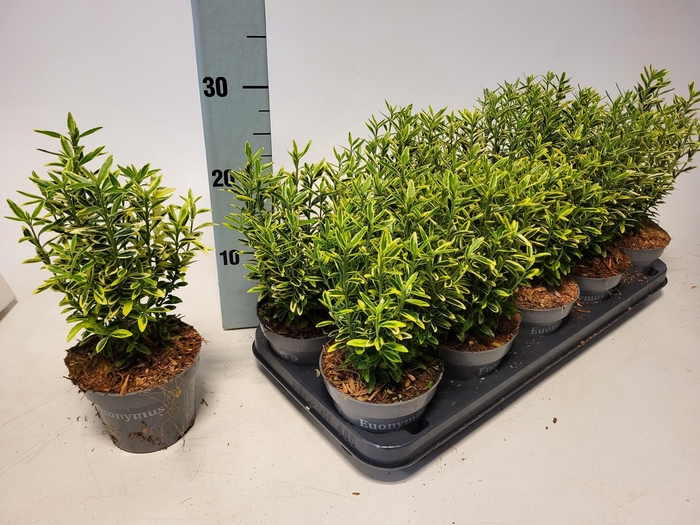 <h4>EUONYMUS JA M AUREOV</h4>