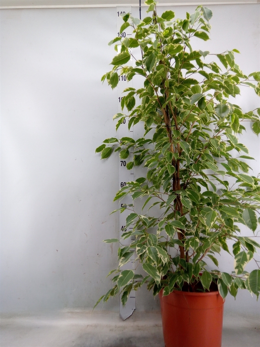 <h4>Ficus benja. 'Golden King'</h4>