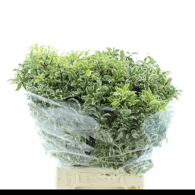 <h4>PITTOSPORUM BS</h4>