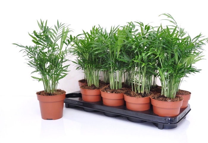 <h4>Chamaedorea elegans</h4>