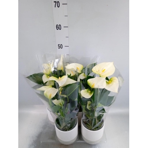Anthurium  'Karma White'