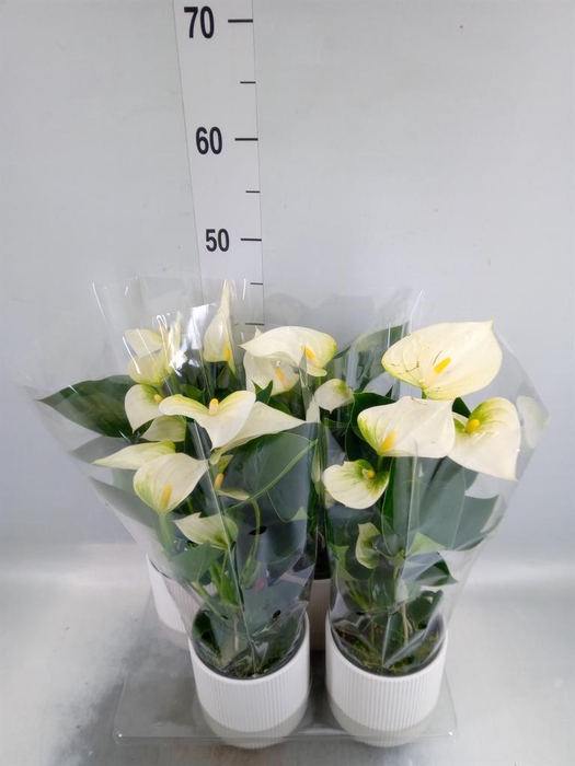 <h4>Anthurium  'Karma White'</h4>