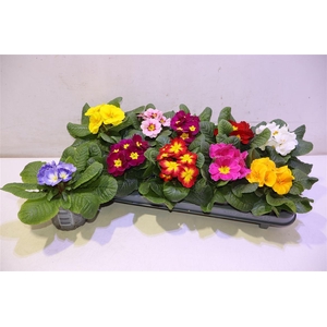 arr8 Prim Ac Paradiso Gem