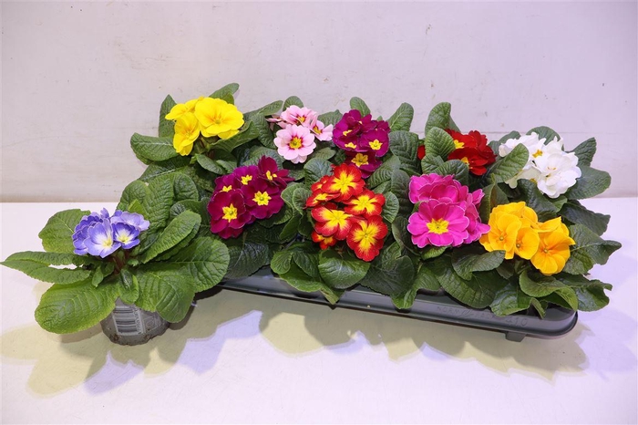 <h4>Prim Ac Paradiso Gem</h4>