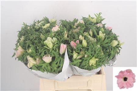 <h4>Anemone Mistral Light Pink</h4>