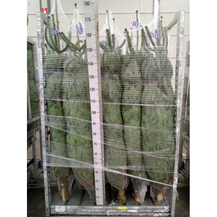 <h4>Abies nordman.</h4>