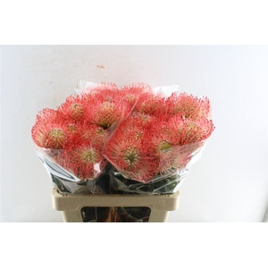 Leuco Co Ayoba Pink