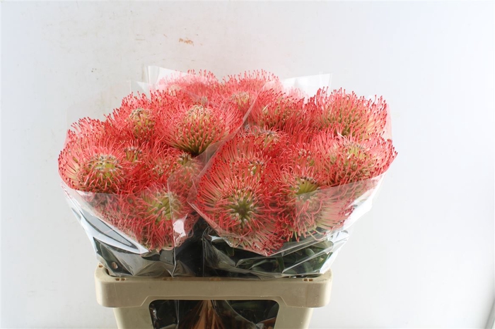 <h4>Leuco Co Ayoba Pink</h4>