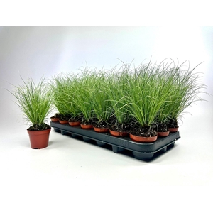 CARE C FROSTED CURLS