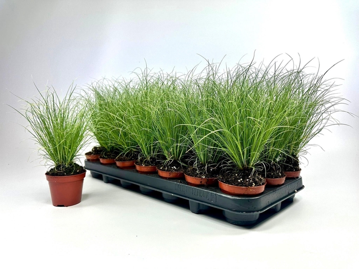 <h4>CARE C FROSTED CURLS</h4>