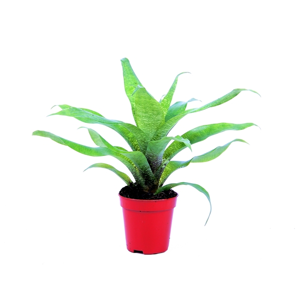 <h4>Vriesea Ospinea Forest</h4>