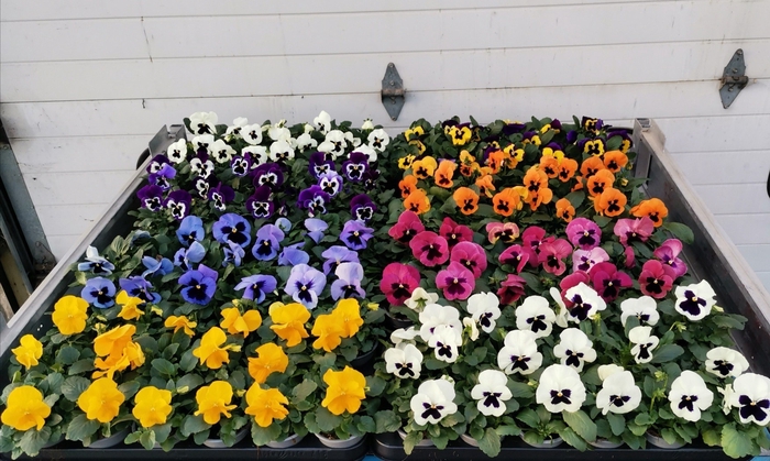 <h4>VIO WI DELTA GEM</h4>