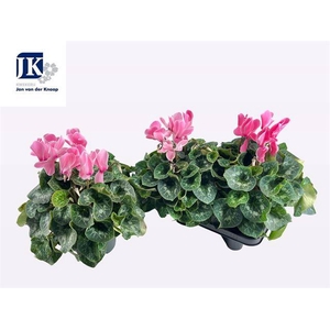 CYCL SUPER MAMMOTH PINK P17