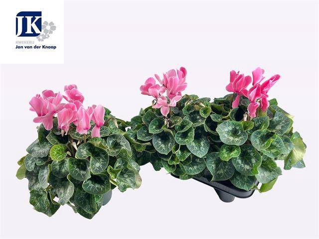 <h4>CYCL SUPER MAMMOTH PINK P17</h4>