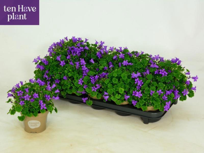 <h4>CAMP POR PORTO</h4>