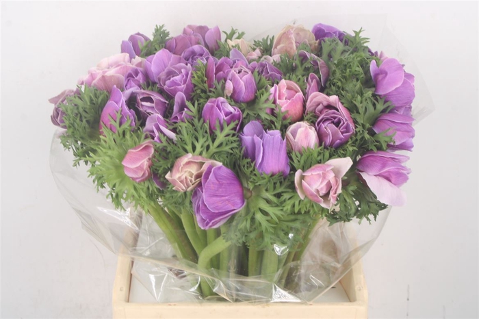 Anemone Mistral Cenere