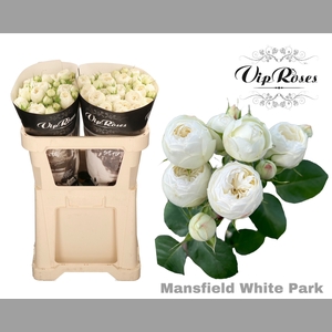 R TR MANSFIELD WHITE PARK
