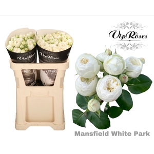 R TR MANSFIELD WHITE PARK