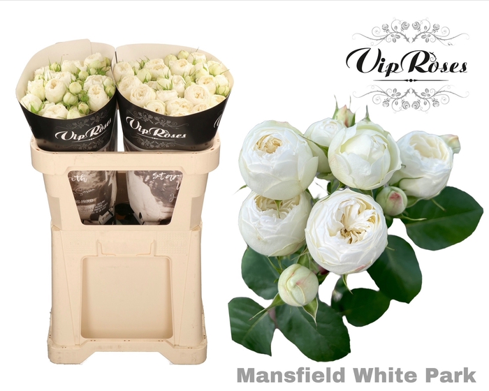 R TR MANSFIELD WHITE PARK