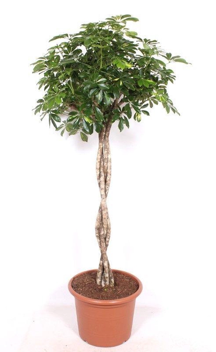 <h4>Schefflera 'Gold Capella'</h4>