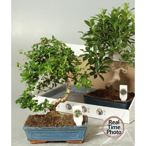 BONSAI GEM