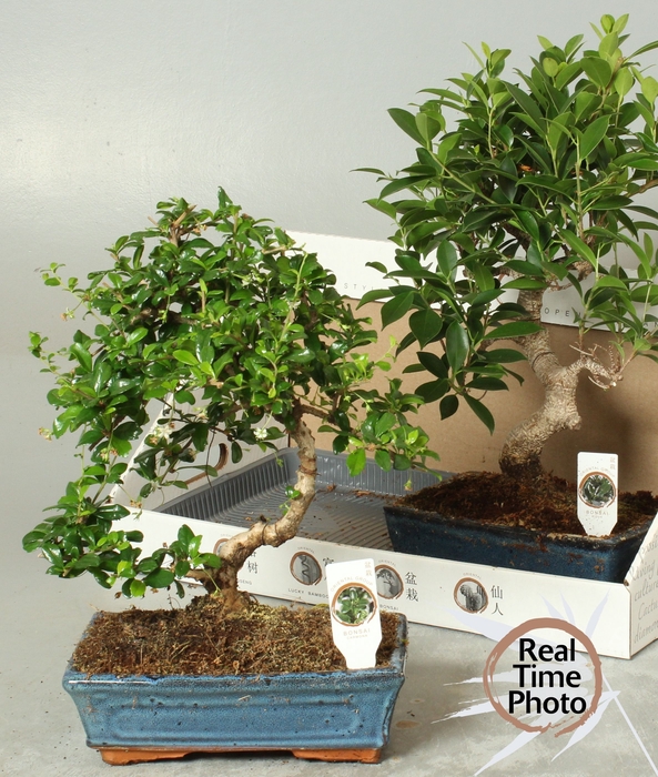 <h4>BONSAI GEM</h4>