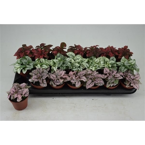 HYPOESTES MIX 3 KLEUREN